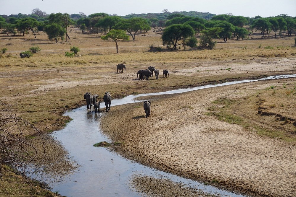 2 Days Fly in Safari Tarangire & Ngorongoro Tanzania safari gallery image
